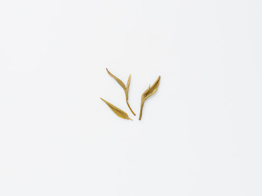 Snow Jasmine
