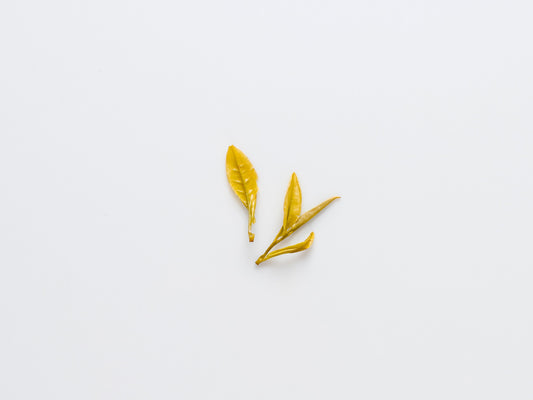 Huang Mudan, shot of wet leaves.